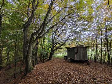 Una pequeña cabaña de madera sobre ruedas descansa tranquilamente en el bosque. La rodean altos árboles con hojas otoñales, cuyas ramas se arquean con elegancia sobre ella, creando sombra.