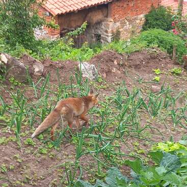 Uma raposa de pelagem castanha-avermelhada caminha por uma horta exuberante, repleta de plantas verdes. Ao fundo, há uma casa antiga de tijolos com telhado de telhas.