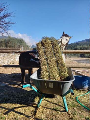 A horse stands behind a fence, eagerly nibbling a large bale of hay balanced in a gray wheelbarrow. The scene is set outdoors under blue sky.