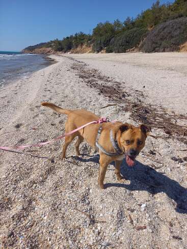 A brown dog on a leash stands happily on a sandy beach, with blue skies, calm waves, coastal cliffs, and green trees in the background.