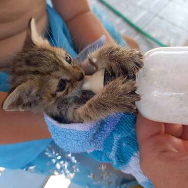 A tiny kitten wrapped in a blue towel is being bottle-fed with milk by a caring person. The kitten holds the bottle tightly with its paws.