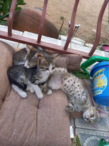 Tres adorables gatitos atigrados se relajan en un cojín marrón al aire libre. Un gatito está tumbado boca arriba, estirándose juguetonamente, mientras los otros se acurrucan cómodamente.
