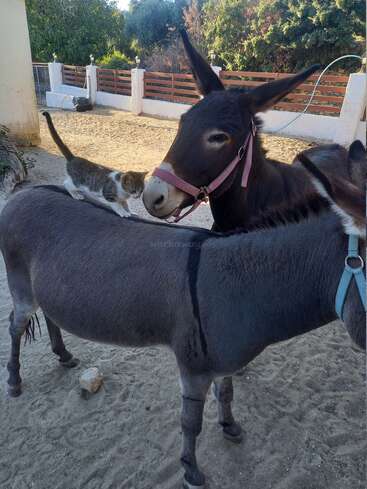 Un pequeño gatito camina confiado a lomos de un burro tranquilo. Otro burro se encuentra cerca. El escenario es una zona al aire libre, soleada y vallada.