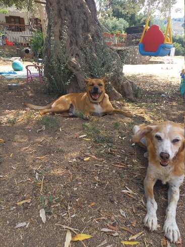 Dos perros se relajan bajo un gran árbol en un patio soleado, con un columpio infantil, juguetes y una casa visibles al fondo. El suelo está cubierto de hojas.
