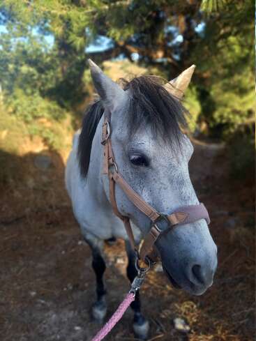Un hermoso caballo gris con ronzal camina tranquilamente por un sendero rodeado de árboles y luz solar, sujetando una cuerda de color rosa, disfrutando de la paz de la naturaleza.