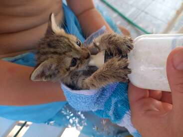Un gatito envuelto en una toalla azul recibe un biberón de leche de una persona cariñosa. El gatito sujeta el biberón fuertemente con sus patas.