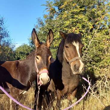 Dos animales están uno al lado del otro: un burro marrón con grandes orejas y un cabestro rosa, y un caballo marrón con una mancha blanca, atados juntos.