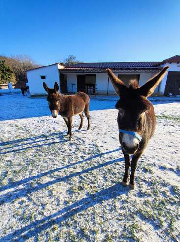 Two donkeys stand on a frosty, sunlit ground near white farm buildings, casting long shadows. Clear blue sky, additional donkey in the background. Peaceful atmosphere.