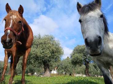 Two curious horses, one brown and one white, are photographed from a low angle in a green grassy field with olive trees under a bright blue sky.