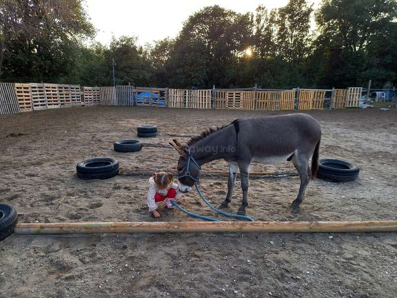 Una niña se sienta en el suelo junto a un burro en una zona vallada de arena con palés de madera y neumáticos, rodeada de árboles al fondo.