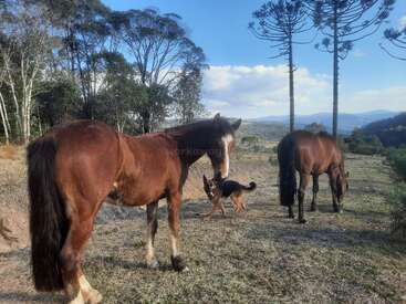 Two brown horses graze on a grassy field, accompanied by a German Shepherd dog. Tall trees and distant mountains create a serene, natural landscape under a blue sky.