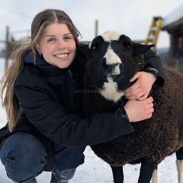 A person is standing behind a sheep, with the sheep\'s head visible in the top-left corner of the image. The background is a grassy field. The image is in color.