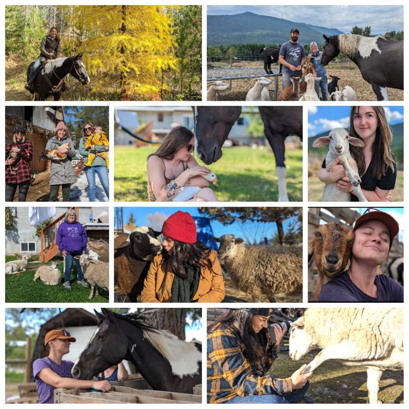 The image is a collage of nine photos featuring people interacting with horses and sheep on a farm, showcasing a peaceful and harmonious relationship between humans and animals.