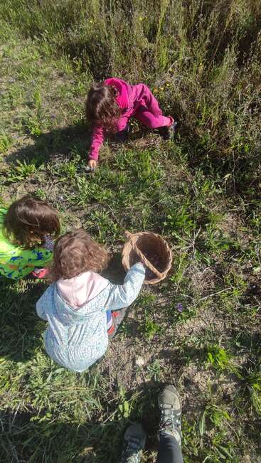 Three children are picking something from the grass in a sunny field, using a wicker basket. An adult stands nearby, their shoes visible at the bottom.