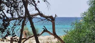 A serene beach scene viewed through tree branches. Turquoise water and sandy shore create a peaceful atmosphere, with greenery framing the picture and a blue sky above.
