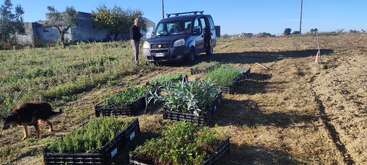A person stands by a parked car in a rural field. Several crates contain various plants. A dog walks nearby, with trees and buildings in the background.