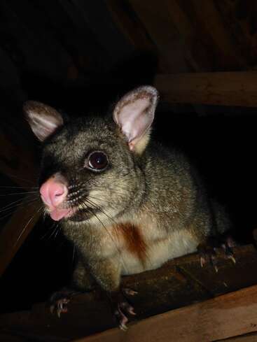 Eine Nahaufnahme eines Opossums mit großen, runden Augen, rosa Nase und spitzen Ohren. Es steht auf Holzbalken in einer dunklen Umgebung.