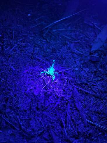 Un pequeño escorpión brilla en azul intenso bajo la luz ultravioleta, de pie sobre un suelo oscuro salpicado de ramitas y hojas secas, creando una misteriosa atmósfera nocturna.