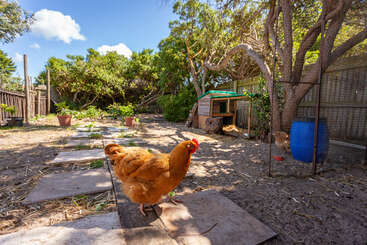 A imagem mostra um galinheiro com uma cerca, com um grupo de galinhas e um galo. As galinhas são marrons e pretas, enquanto o galo é preto. O plano de fundo é um campo gramado.