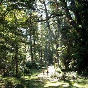 The image depicts a serene forest scene, with two individuals walking along a grassy path, surrounded by towering trees and lush greenery.