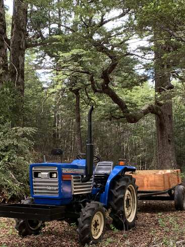 A blue tractor with a wooden trailer sits on a leafy forest floor, surrounded by tall trees and dense greenery, creating a peaceful woodland scene.