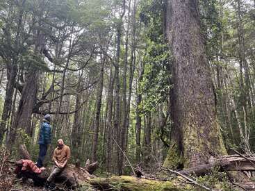 Two people in outdoor clothing sit and stand on a fallen tree in a dense, lush forest. They gaze up at a massive ancient tree towering nearby.