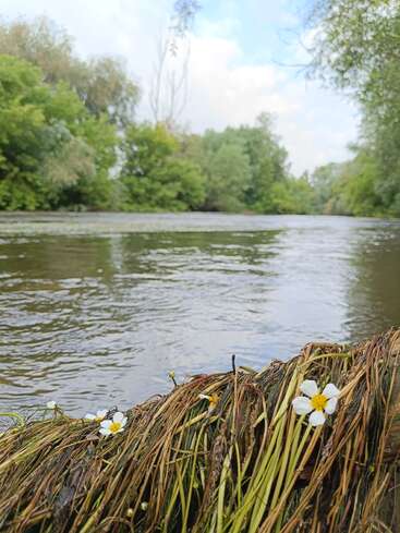 Ein friedlicher Fluss fließt sanft zwischen üppig grünen Bäumen dahin. Im Vordergrund wachsen weiße Wildblumen aus dem dichten Gras und unterstreichen die Ruhe und natürliche Schönheit der Szene.