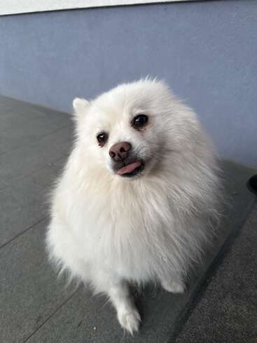 Un chien blanc au pelage duveteux est assis sur un sol carrelé et regarde l'appareil photo, la langue légèrement tirée. En arrière-plan, on aperçoit un mur gris et blanc.