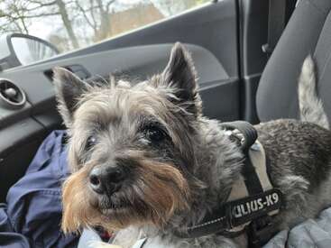 A small, fluffy dog with pointed ears sits inside a car, wearing a harness. The dog looks curious and alert, with trees visible outside the window.