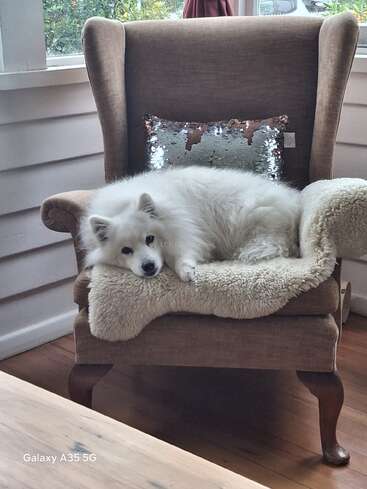 A fluffy white dog lounges comfortably on a cozy armchair with a sequin pillow, surrounded by soft natural light from nearby windows. Peaceful and adorable scene.
