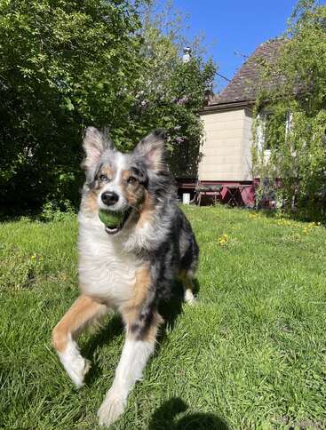 A happy dog runs on green grass, holding a tennis ball in its mouth. Sunshine, trees, a house, and clear blue sky create a joyful, lively scene.