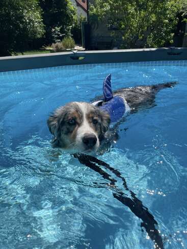 A dog, wearing a blue shark fin, swims in a bright blue above-ground pool outdoors, surrounded by green trees and sunlight in a backyard setting.