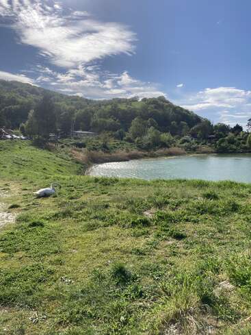 A serene lakeside scene with lush green grass, a resting swan, calm water, distant trees, rolling hills, scattered clouds, and bright sunlight in the sky.