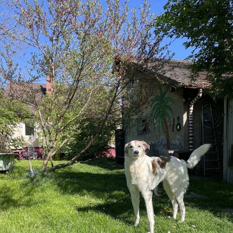 A large white and brown dog stands on green grass in a sunny yard. Trees, a painted shed, and houses with clear blue sky are visible.