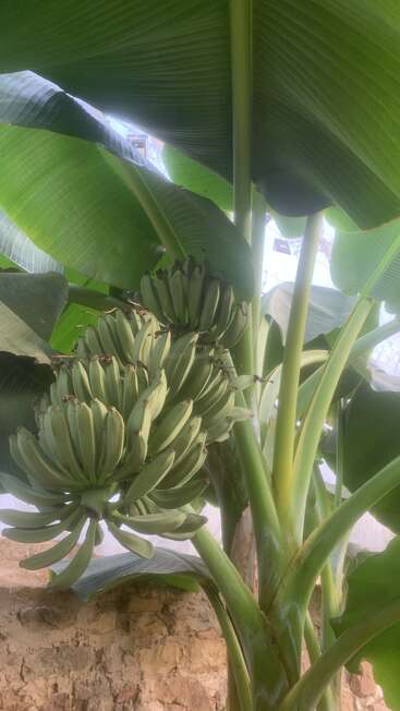 This image shows a banana plant with large green leaves and clusters of unripe green bananas growing on its stalk, set against a stone wall.