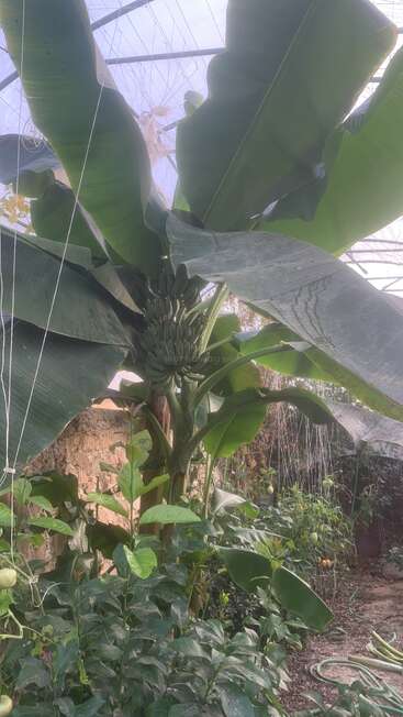 A banana plant with large green leaves and a bunch of unripe bananas grows in a greenhouse, surrounded by other lush green vegetation and tomato plants.