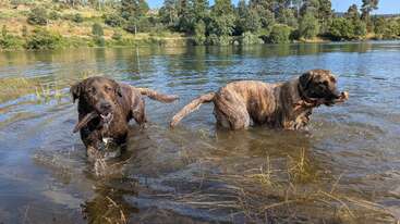 Dos perros grandes están de pie en aguas poco profundas cerca de la orilla de un río, jugando con palos en la boca, rodeados de árboles verdes y un cielo claro y brillante.