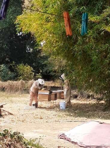 Dos apicultores, vestidos con trajes protectores, atienden unas colmenas al aire libre, entre árboles y hierba seca. En primer plano, cuelgan unas pinzas de la ropa de colores de un tendedero.