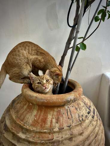 Two ginger cats explore a large, rustic clay pot with a small tree inside. One cat sits inside, looking out, while the other investigates curiously.