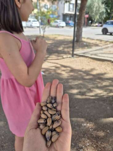 A hand holds a collection of seeds outdoors. In the background, a young girl in a pink dress stands, with trees, parked cars, and sunlight visible.