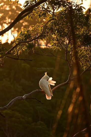Un cacatoès blanc est perché avec grâce sur une branche d'arbre, lissant ses plumes sous les rayons dorés du soleil, entouré d'un feuillage verdoyant et d'un décor naturel et paisible.
