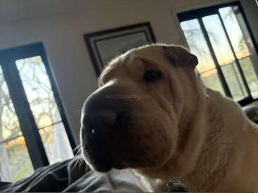 Un chien au pelage ridé et au museau large est assis à l'intérieur, près d'une fenêtre. La douce lumière du matin ou du soir pénètre dans la pièce, créant autour de lui une atmosphère paisible et chaleureuse.
