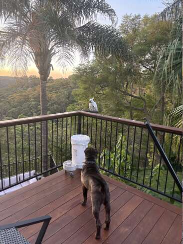 Un chien se tient debout sur une terrasse en bois, les yeux rivés sur un cacatoès blanc perché sur la balustrade. Des palmiers et une végétation luxuriante encadrent cette scène paisible.