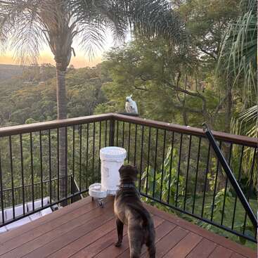 Um cachorro está em um deck de madeira, olhando para uma cacatua branca empoleirada na grade. Palmeiras e uma vegetação exuberante cercam a cena tranquila.