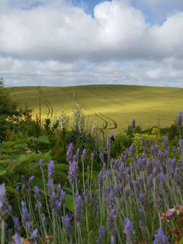 The image depicts a serene landscape featuring a vast green field with tire tracks, set against a backdrop of a cloudy sky and a vibrant display of purple flowers in the foreground.