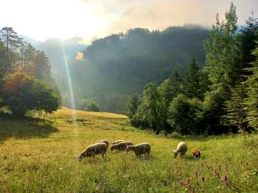 A peaceful meadow with sheep grazing under warm sunlight, surrounded by lush green trees and distant misty hills, creating a serene, idyllic landscape scene.