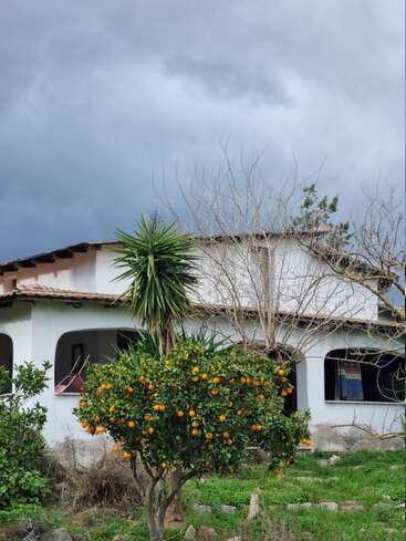 Une maison blanche aux fenêtres cintrées se détache sous un ciel nuageux. Au premier plan, un oranger chargé de fruits mûrs est entouré de verdure.