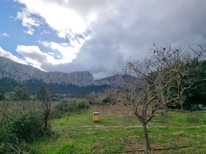 Un paysage rural avec un ciel nuageux, des montagnes escarpées en arrière-plan, un arbre sans feuilles, un champ herbeux et une ruche jaune isolée près du centre.