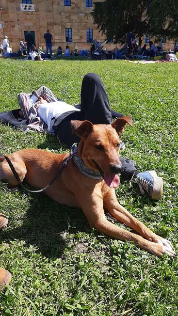 Um cachorro marrom está deitado na grama verde, ofegando alegremente. Atrás dele, uma pessoa relaxa com as pernas estendidas. As pessoas se reúnem perto de um grande edifício histórico. Dia ensolarado.