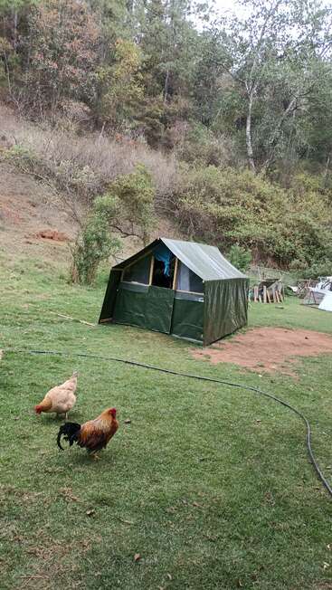 Une tente verte est dressée sur un terrain herbeux près d'une forêt, tandis qu'une poule et un coq picorent à proximité. Le cadre dégage une atmosphère paisible et rustique.
